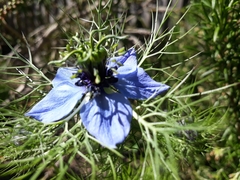 Nigella