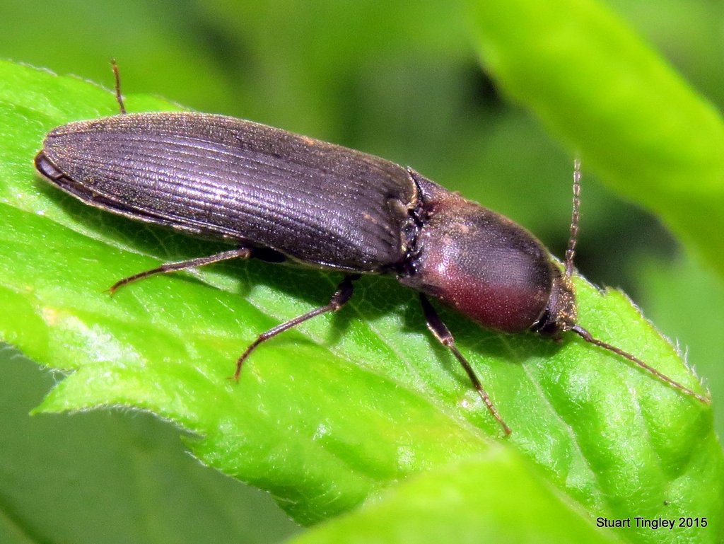 Dark Click Beetle