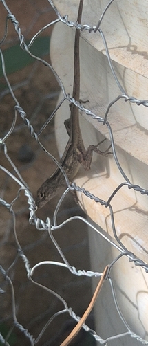 Anolis sagrei observed 2026-09-22