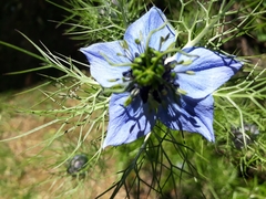 Nigella