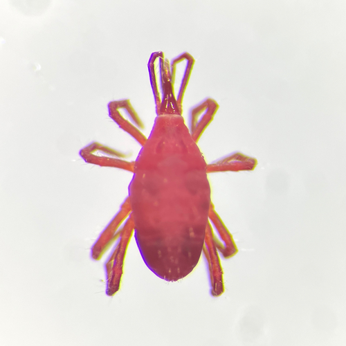 Odontoscirus observed 2026-09-23