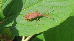 Gonocerus acuteangulatus