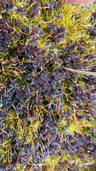 Pentachondra pumila, photograph (c) Tim Park, some rights reserved (CC BY)