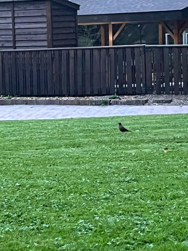 American Robin