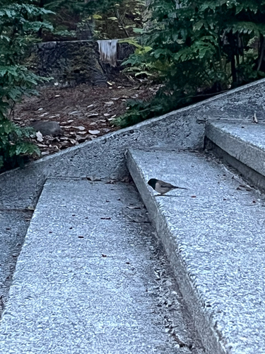 Dark-eyed Junco