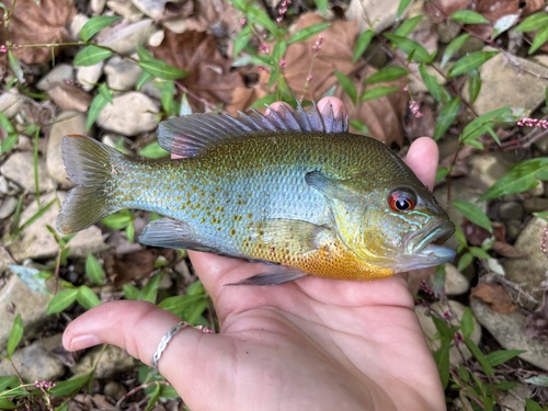 Redbreast Sunfish