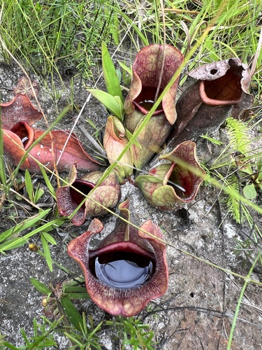 Burk's southern pitcher plant