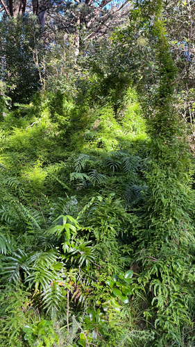 Asparagus scandens, photograph 5