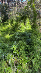 Asparagus scandens, photograph (c) Tim Park, some rights reserved (CC BY)