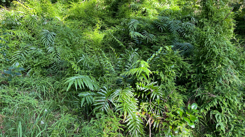 Asparagus scandens, photograph 4