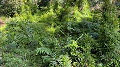 Asparagus scandens, photograph (c) Tim Park, some rights reserved (CC BY)