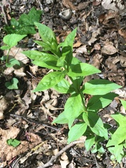 Lysimachia quadrifolia