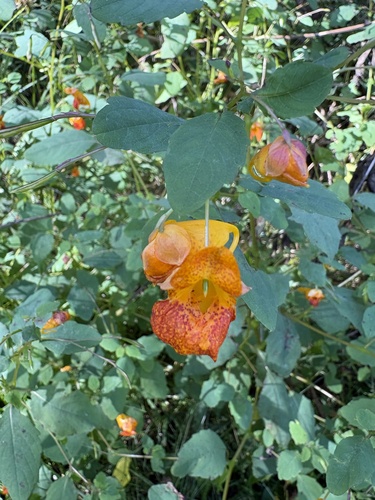 common jewelweed