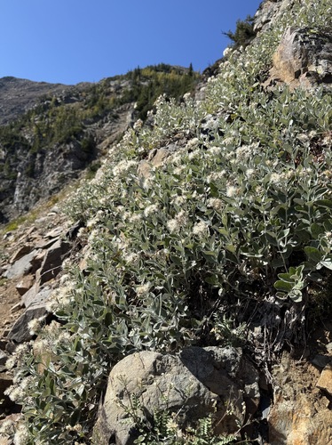 Luina hypoleuca observed 2026-09-20