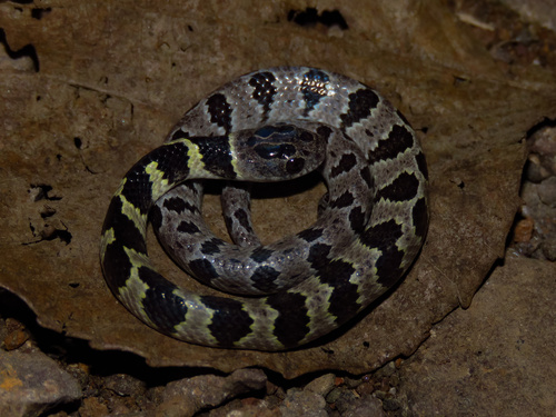 Neuwied's Tree Snake