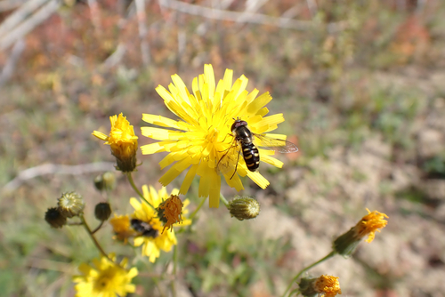 Common Loopwing Aphideater
