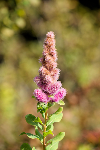 Rose Spirea