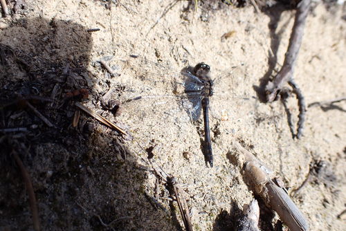 Black Meadowhawk