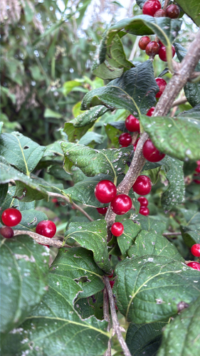 Amur honeysuckle
