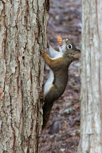 American Red Squirrel