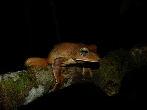 Blacksmith Tree Frog