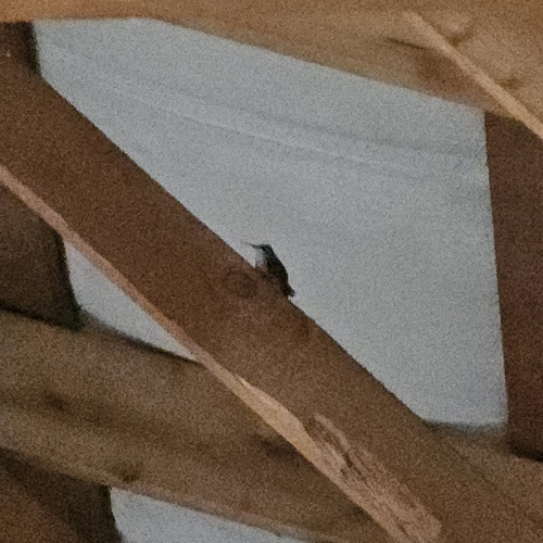 Ruby-throated Hummingbird