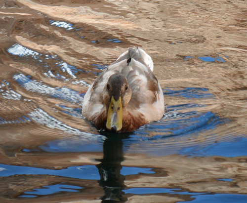 Mallard