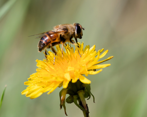 Common Drone Fly