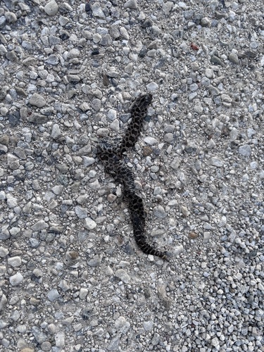 Eastern Massasauga
