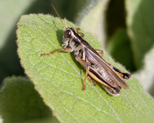 Two-striped Grasshopper