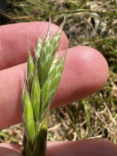 Bromus hordeaceus, photograph 1