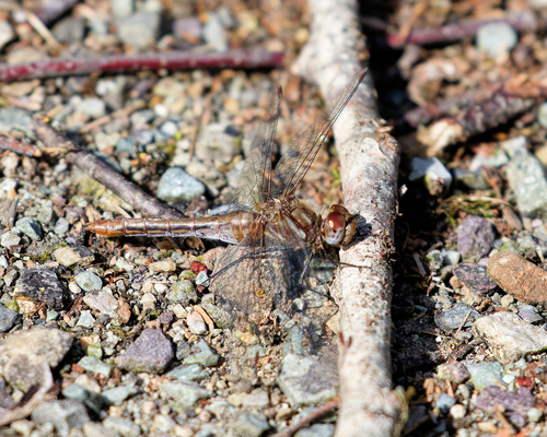 Striped Meadowhawk