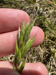 Bromus hordeaceus, photograph (c) Jared Shorma, some rights reserved (CC BY)
