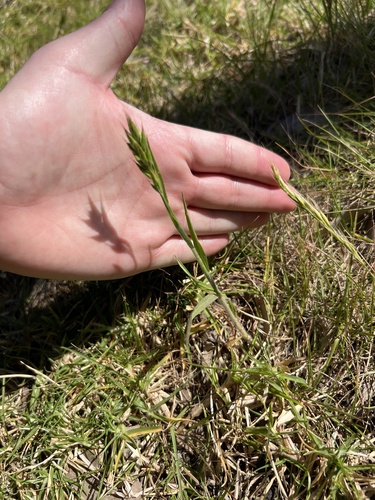 Bromus hordeaceus, photograph 3