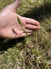 Bromus hordeaceus, photograph (c) Jared Shorma, some rights reserved (CC BY)