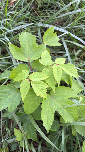 box elder