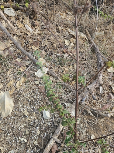 Wide Spikenard