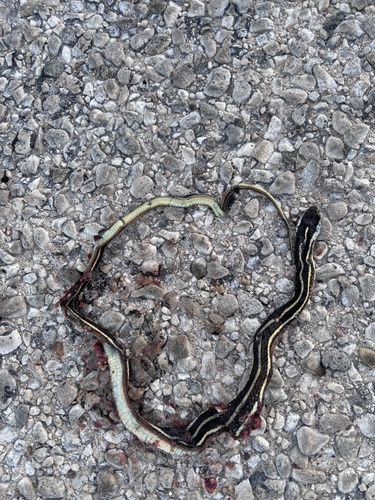 Northern Ribbon Snake