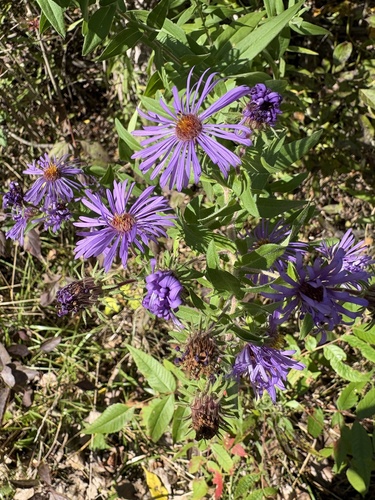New England aster