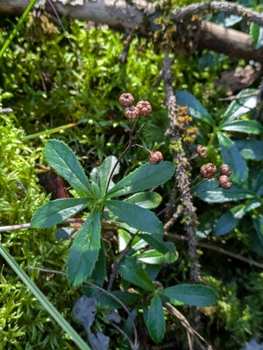 pipsissewa