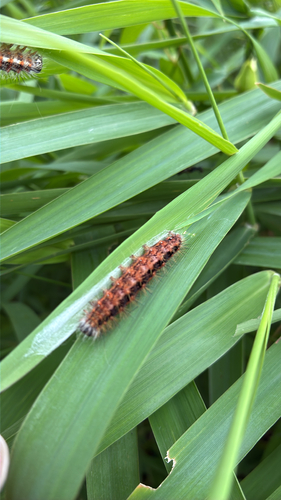 Marsh Dagger
