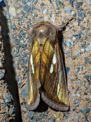 Plusia nichollae