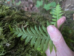 Polypodium glycyrrhiza, photograph (c) John Brew, some rights reserved (CC BY)