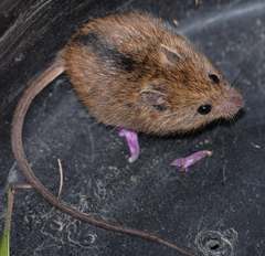 Northern Birch Mouse photo 5