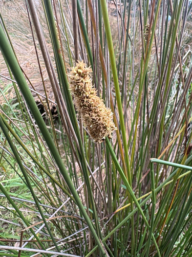 Carex tereticaulis, photograph 6