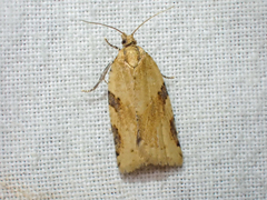 Clepsis spectrana
