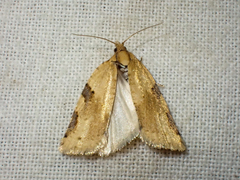 Clepsis spectrana
