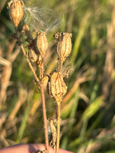 Silene noctiflora, photograph 2