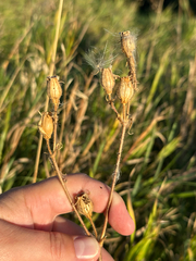 Silene noctiflora