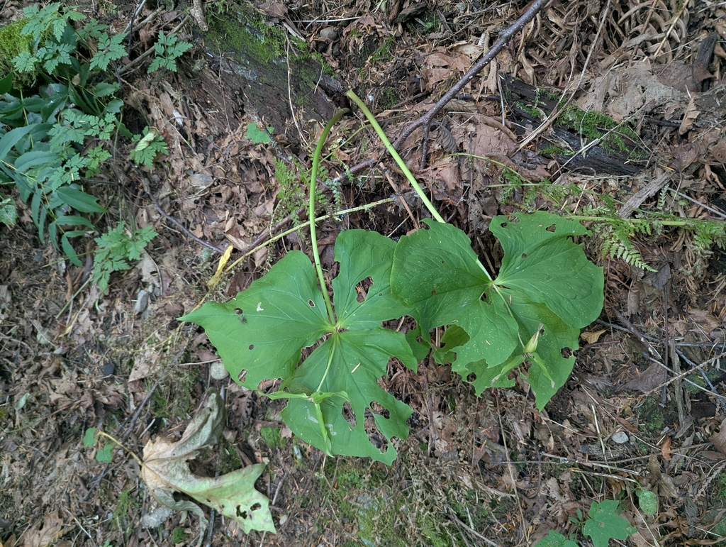 Trillium ovatum; photograph (c) John Brew, some rights reserved (CC BY)